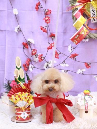 20230124こむぎちゃん